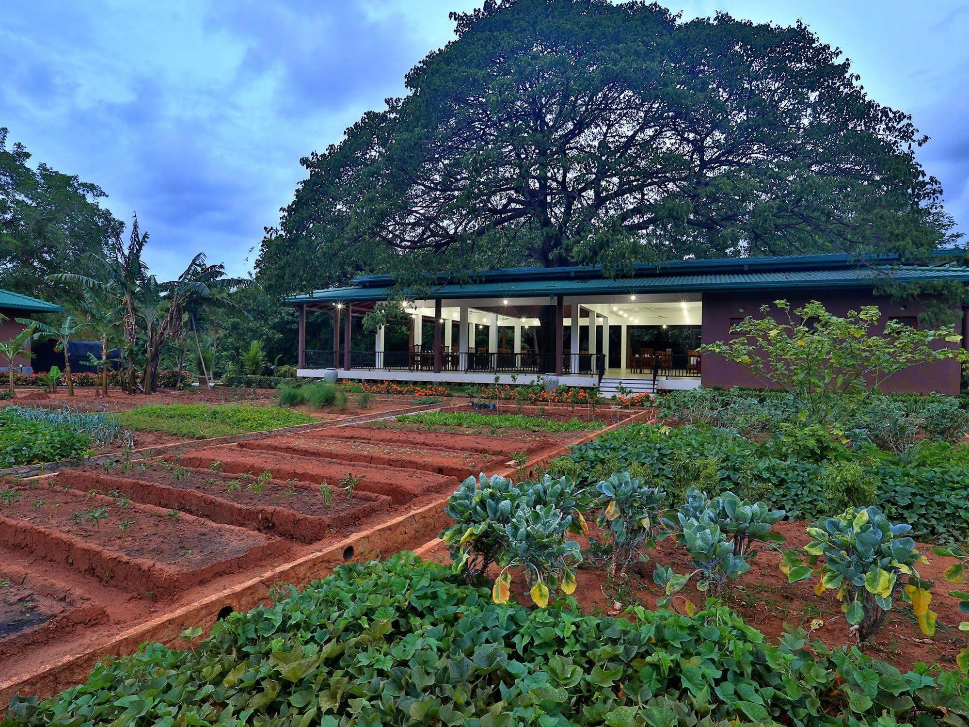 Grand & Gangula Hotel Dambulla Luaran gambar